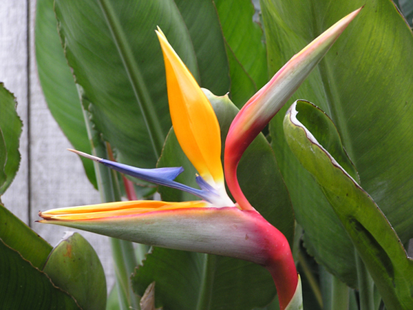 30 Oceanside BirdOfParadise