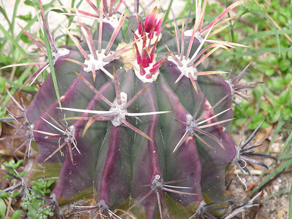 38 La Canada Cactus