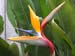30 Oceanside BirdOfParadise